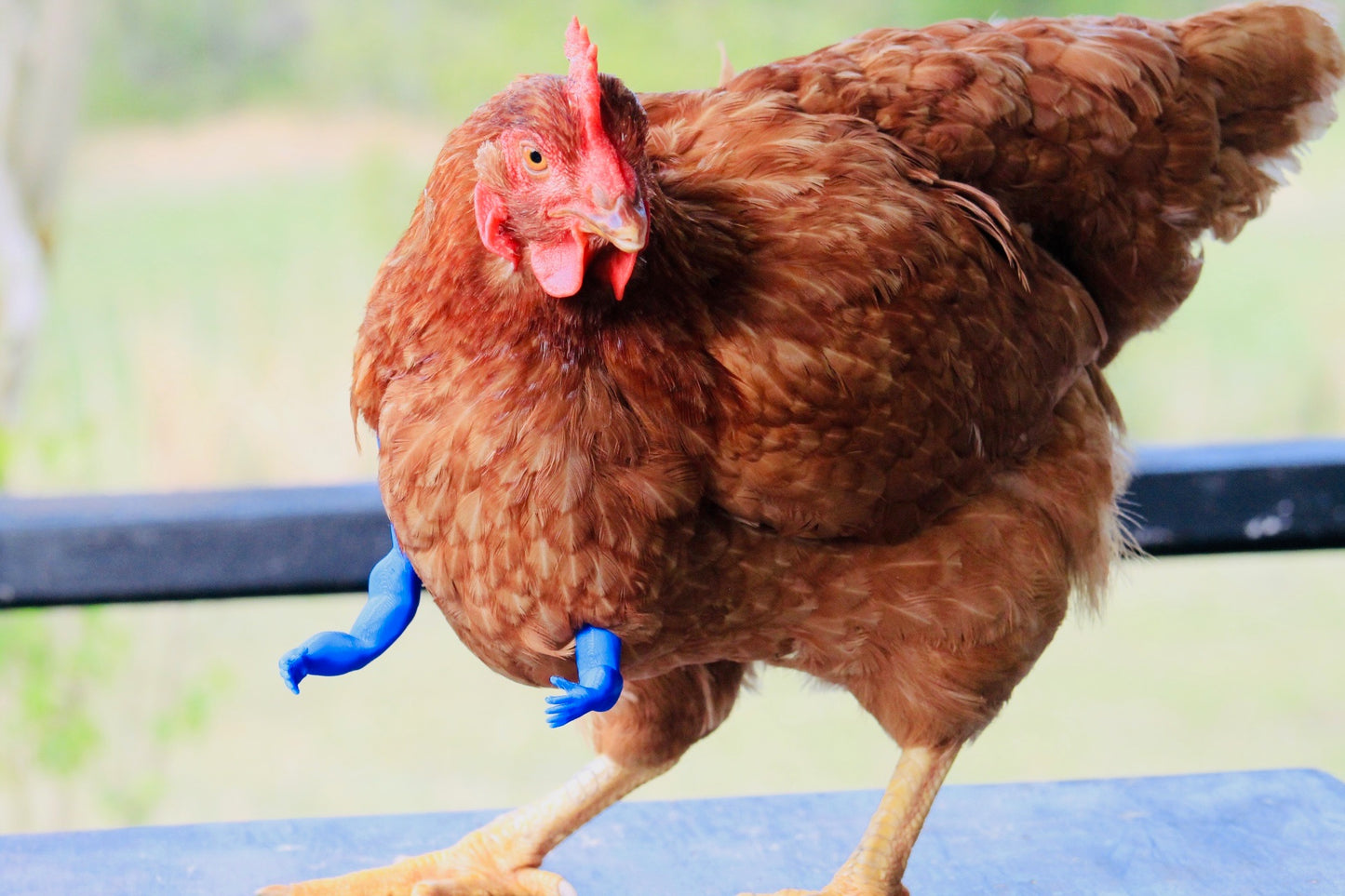 Chicken Arms 3D Print